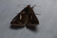 Macdunnoughia confusa