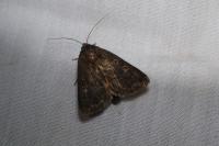 Thalpophila matura