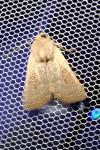 Hoplodrina ambigua