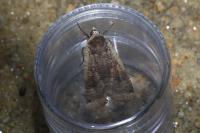 Noctua pronuba