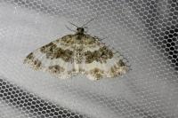 Epirrhoe rivata