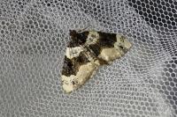 Cosmorhoe ocellata
