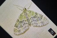 Acasis viretata