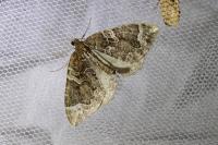 Eulithis prunata