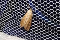 Parapoynx stratiotata