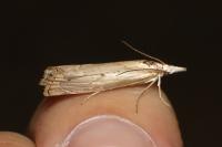 Agriphila geniculea