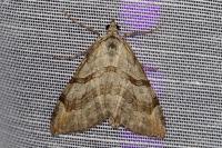 Aplocera efformata