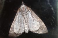 Aplocera efformata