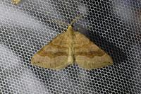 Scotopteryx chenopodiata