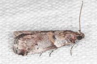 Acrobasis fallouella