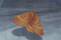 Lasiocampa quercus quercus