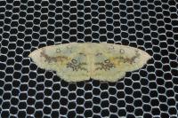 Cyclophora annularia