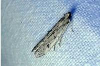 Phycitodes