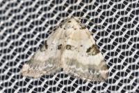 Perizoma blandiata