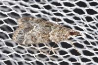Eudonia mercurella