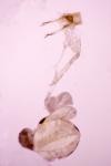 Eudonia mercurella