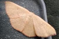 Cyclophora puppillaria