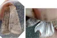 Hoplodrina ambigua