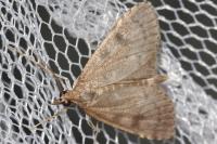 Udea prunalis