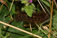 Spilosoma lubricipeda