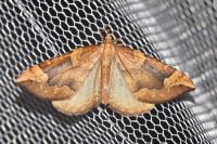 Eulithis populata