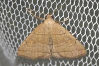Herminia tarsicrinalis