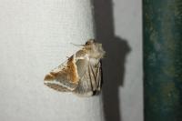 Habrosyne pyritoides