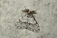 Lymantria monacha