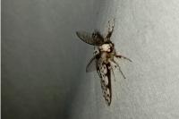 Lymantria monacha
