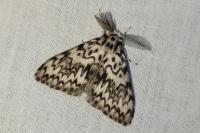 Lymantria monacha