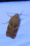 Noctua fimbriata
