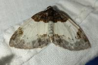 Mesoleuca albicillata