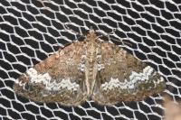 Perizoma alchemillata