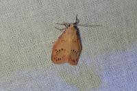 Miltochrista miniata