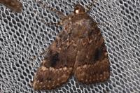 Amphipyra berbera svenssoni
