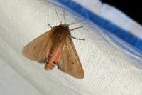 Phragmatobia fuliginosa