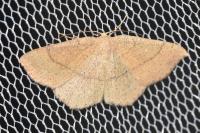Cyclophora ruficiliaria
