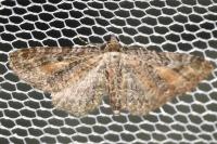 Eupithecia icterata