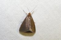 Evergestis aenealis