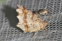 Macaria alternata