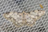 Idaea contiguaria