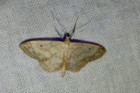 Idaea biselata
