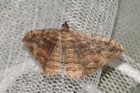 Philereme transversata