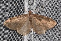 Triphosa dubitata