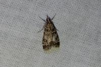 Eudonia lacustrata