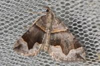Scotopteryx angularia/moeniata