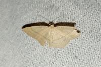 Cyclophora linearia