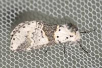 Furcula bicuspis