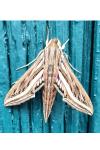 Hippotion celerio