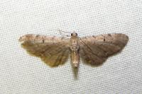 Eupithecia absinthiata